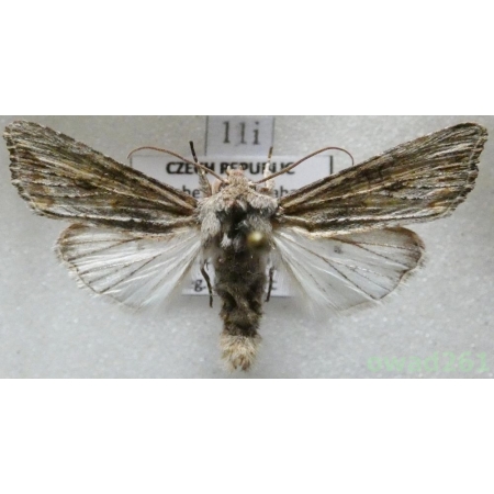 Egira conspicillaris (Linnaeus, 1758) Czech11i